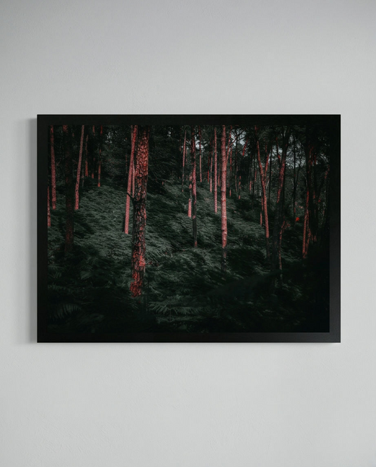 Urzeitwald – Gerahmter Kunstdruck an hellgrauer Wand, Querformat, dunkle Kiefern mit rotem Abendlicht auf Rinde