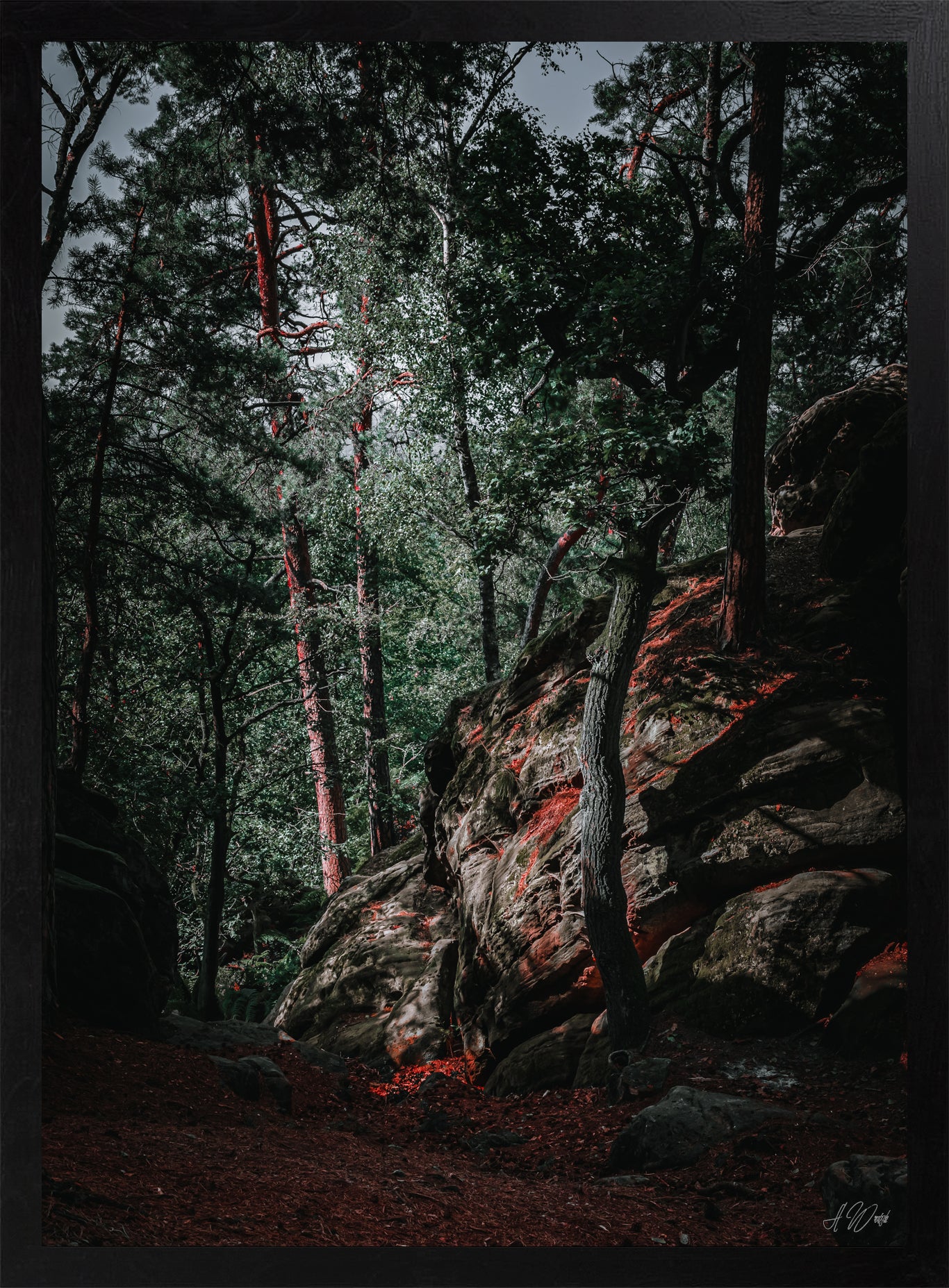 Felseninsel – Kunstdruck 50x70 cm im schwarzen Rahmen, mächtiger Sandsteinfelsen mit Kiefern und roten Lichtreflexen im dunklen Wald, signiert von Alex Writsch