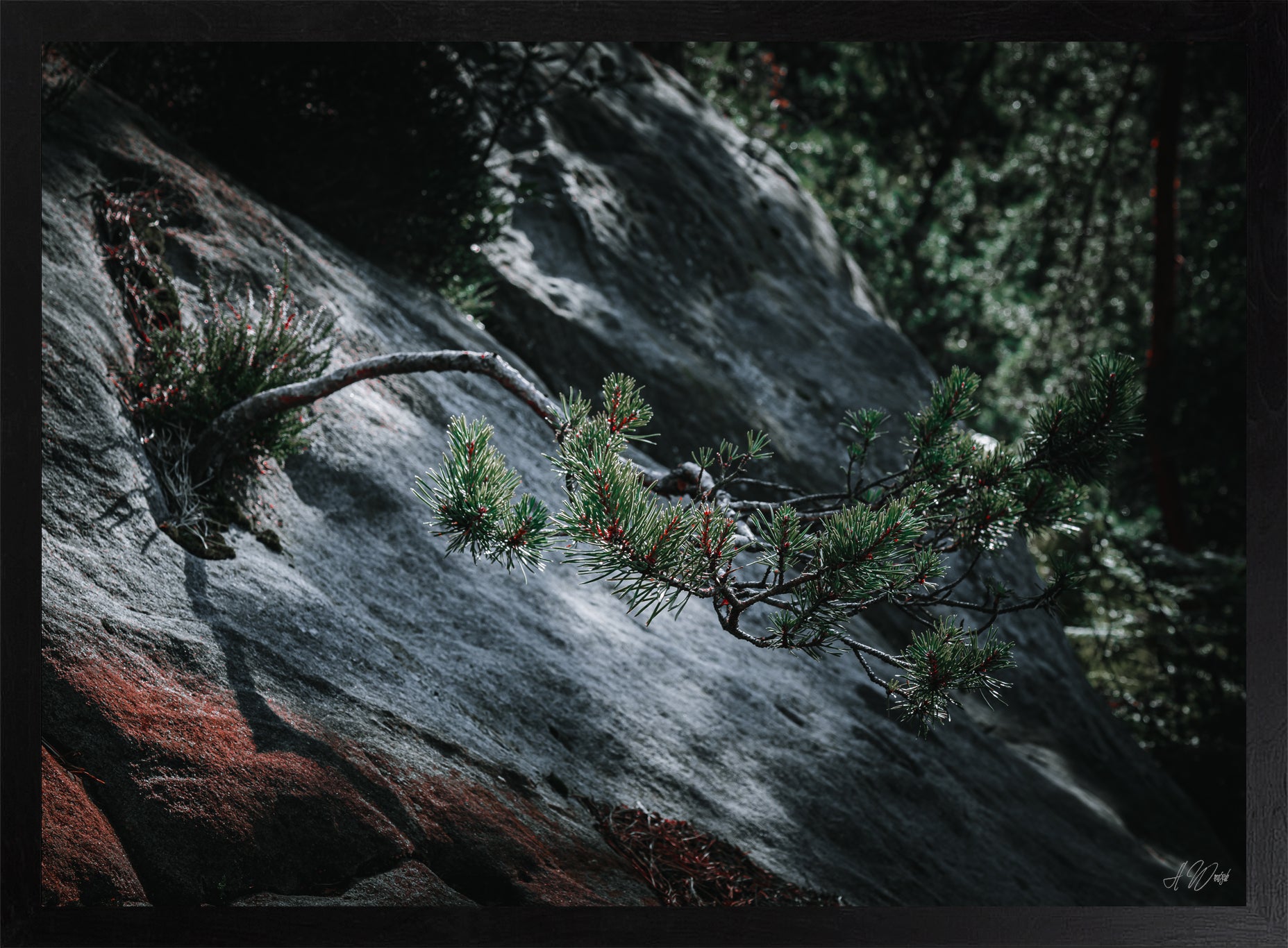 Nadelbaum auf Felsen – Kunstdruck 50x70 cm im schwarzen Rahmen, Kiefernzweig mit grünen Nadeln und roten Knospen auf grauem Sandstein, signiert von Alex Writsch