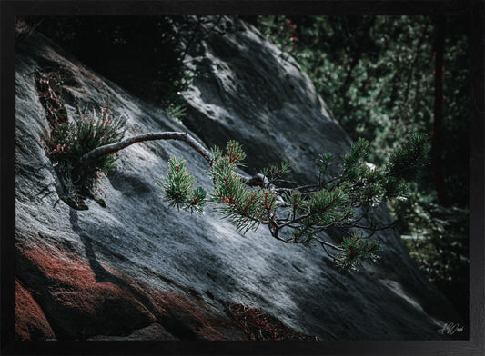 Nadelbaum auf Felsen – Kunstdruck 50x70 cm im schwarzen Rahmen, Kiefernzweig mit grünen Nadeln und roten Knospen auf grauem Sandstein, signiert von Alex Writsch