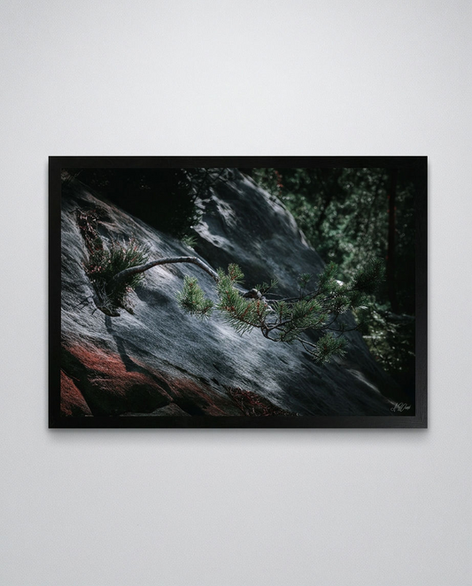 Nadelbaum auf Felsen – Gerahmter Kunstdruck an hellgrauer Wand, Querformat, Kiefernzweig über Sandsteinfelsen