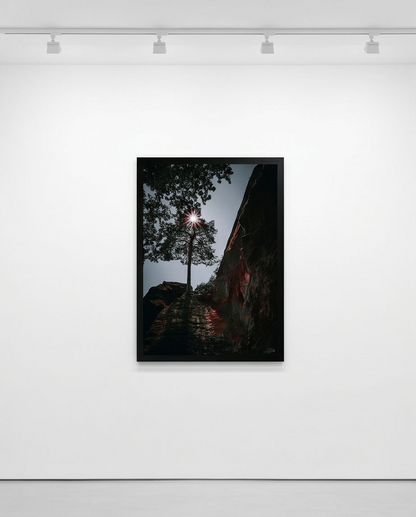 Sonnenstern in Baumkrone – Gerahmter Kunstdruck in weißer Galerie mit Deckenstrahler, Hochformat, Kiefer und Sonnenstern zwischen Felsen