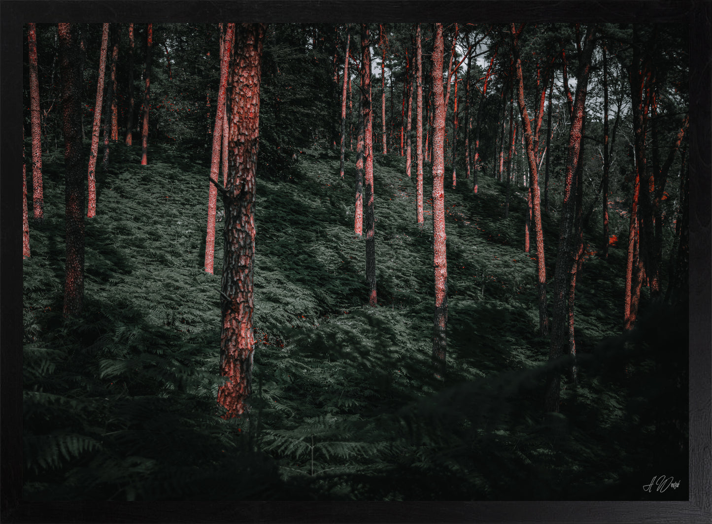 Urzeitwald – Kunstdruck 50x70 cm im schwarzen Rahmen, rotglühende Kiefernstämme im Abendlicht über dichtem Farnboden, signiert von Alex Writsch