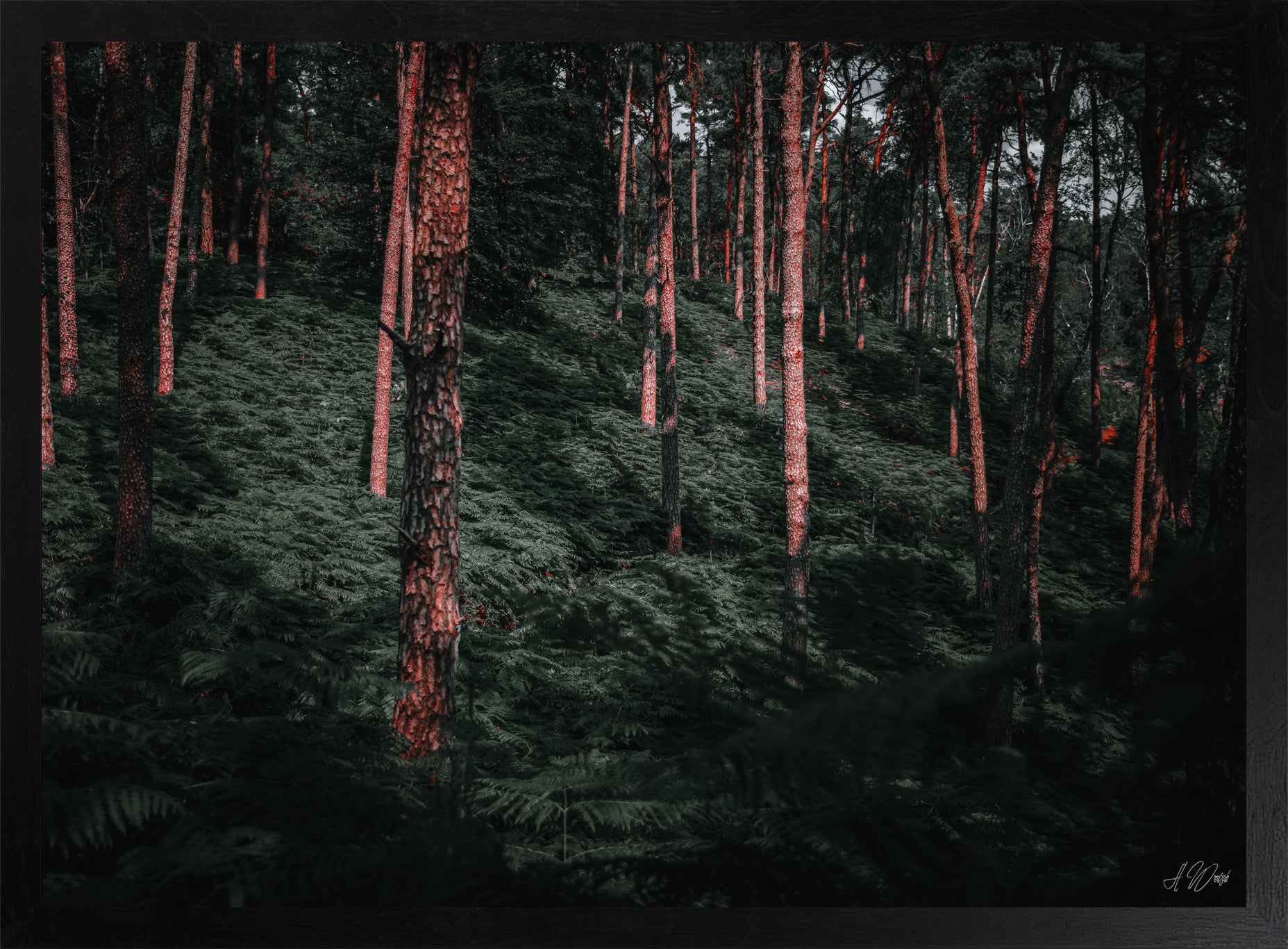 Urzeitwald – Kunstdruck 50x70 cm im schwarzen Rahmen, rotglühende Kiefernstämme im Abendlicht über dichtem Farnboden, signiert von Alex Writsch