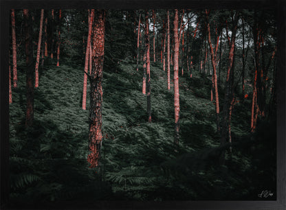 Urzeitwald – Kunstdruck 50x70 cm im schwarzen Rahmen, rotglühende Kiefernstämme im Abendlicht über dichtem Farnboden, signiert von Alex Writsch