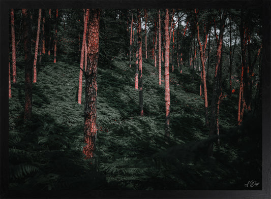 Urzeitwald – Kunstdruck 50x70 cm im schwarzen Rahmen, rotglühende Kiefernstämme im Abendlicht über dichtem Farnboden, signiert von Alex Writsch